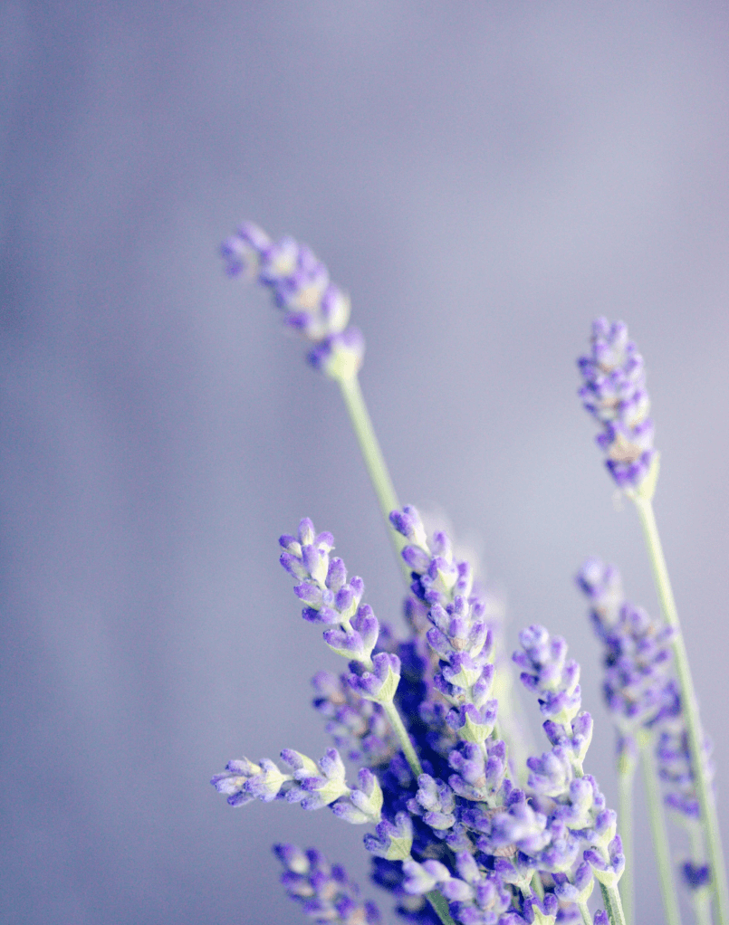 Dry Lavender Flowers Image & Photo (Free Trial)